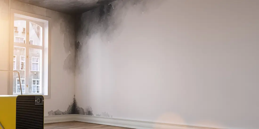 Floodwaters that enter your home are often far from clean, and once the water recedes, it leaves behind contamination that can quickly lead to mold growth.